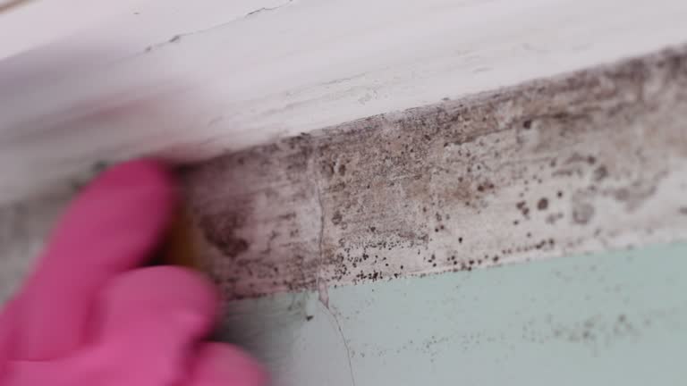 Mold Documentation for Insurance Claims in Roebuck, SC